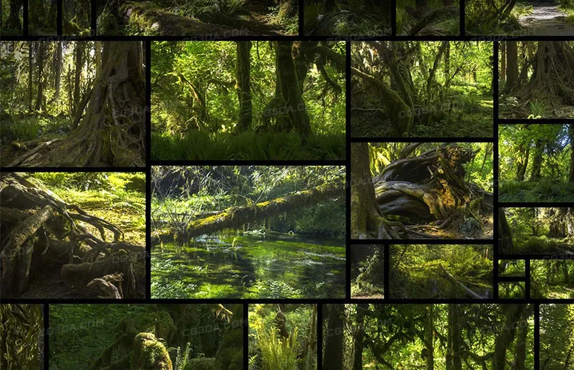 远古森林-Ancient Forest