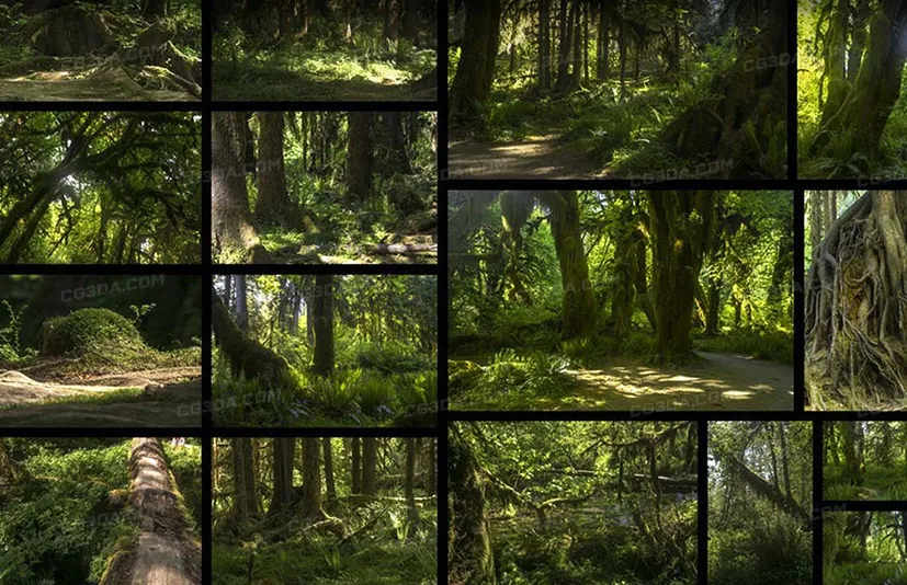 远古森林-Ancient Forest