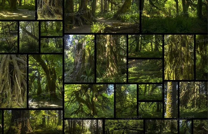 远古森林-Ancient Forest