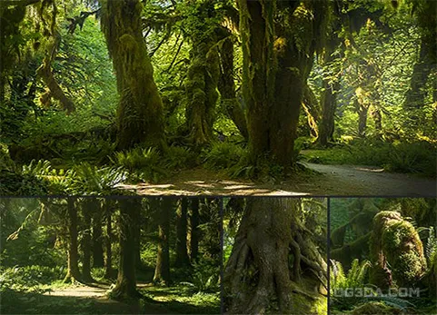 远古森林-Ancient Forest