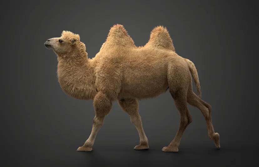 Blender 3D模型 | 双峰驼（带动画）Bactrian Camel Animated