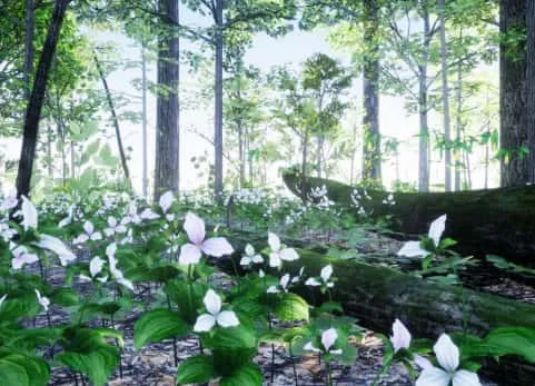 植物 35 AR VR Northeastern US Plants and Ecosystems
