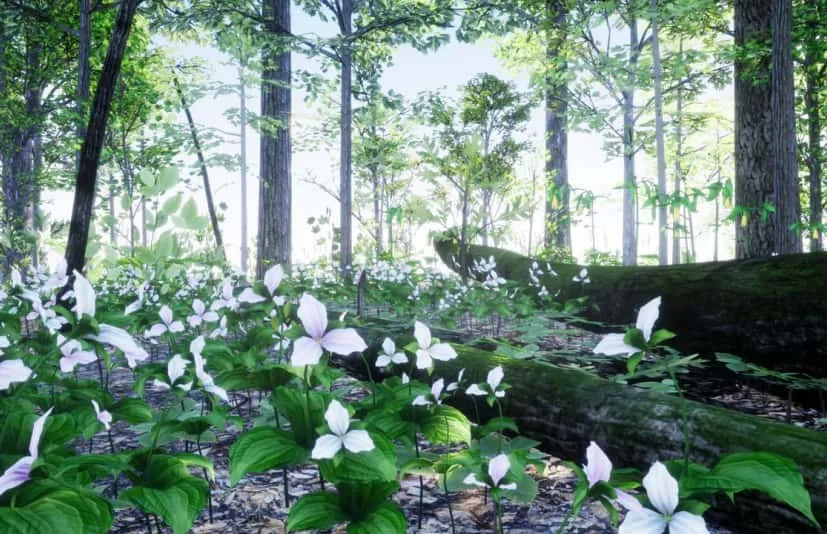 植物 35 AR VR Northeastern US Plants and Ecosystems