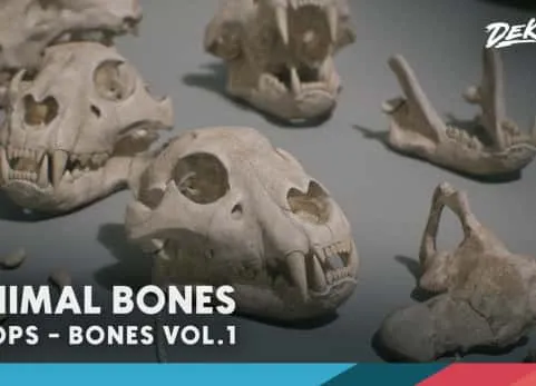 《骨骼 第一卷 - 动物骨骼》Bones VOL.1 - Animal Bones 1 (Nanite + Low Poly)