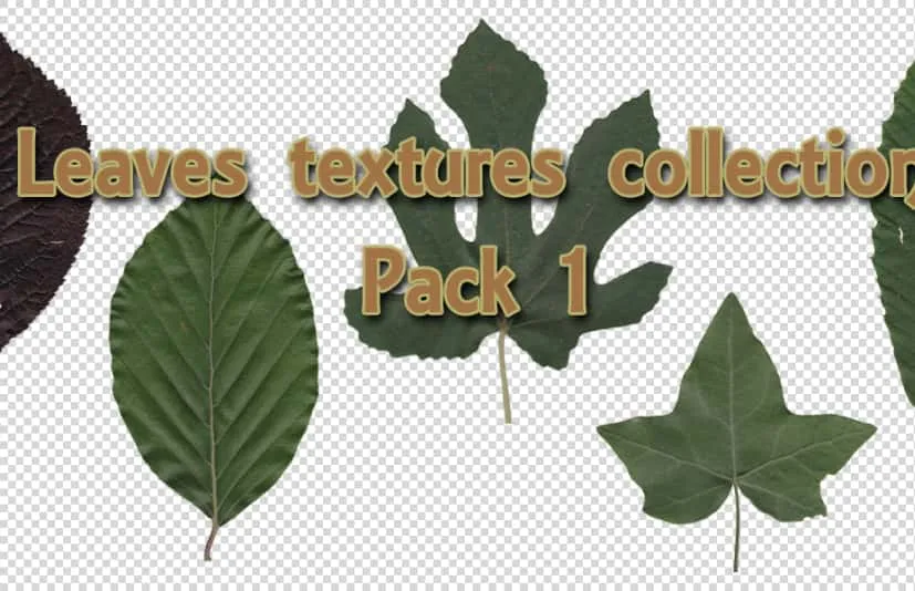 树叶纹理合集包1 Leaves Textures Collection Pack 1