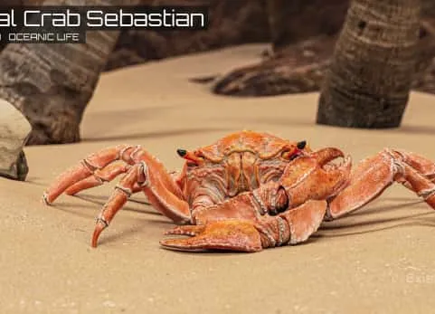 皇家蟹 Royal Crab - King Sebastian