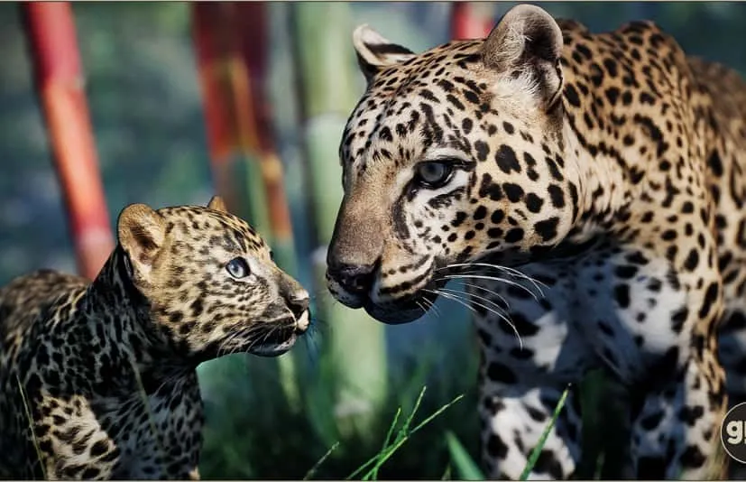 动物界 - 豹子（幼）-Animalia - Leopard (young)