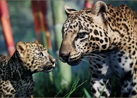 动物界 - 豹子（幼）-Animalia - Leopard (young)