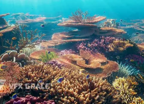blender海底珊瑚动画模型资产 Corals Collection
