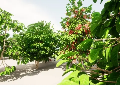 种植水果和蔬菜 plant Fruits and vegetables