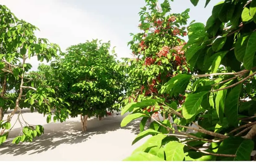 种植水果和蔬菜 plant Fruits and vegetables