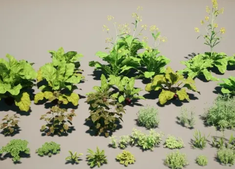 种植蔬菜 plant vegetables V2