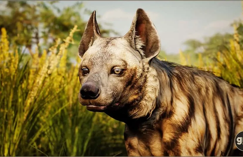 雄性条纹鬣狗带动画 Animalia - Striped Hyena (male)