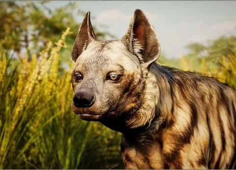 雄性条纹鬣狗带动画 Animalia - Striped Hyena (male)