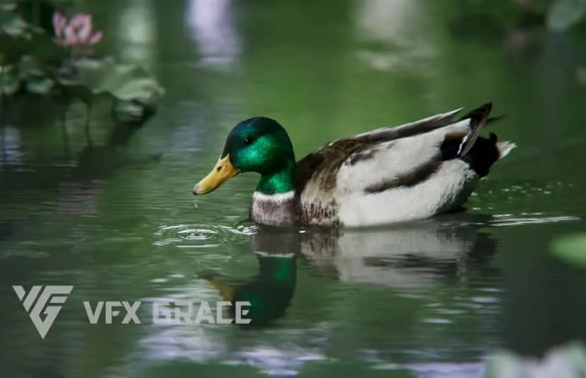 雄绿头鸭动画 | Blender 3D模型  Male Mallard Animation