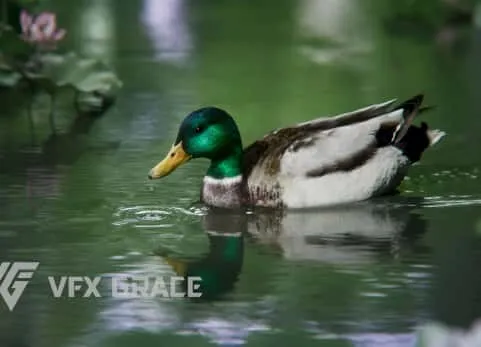 雄绿头鸭动画 | Blender 3D模型  Male Mallard Animation