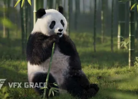 Blender写实大熊猫动画模型毛发 Panda Animation Vfx Grace