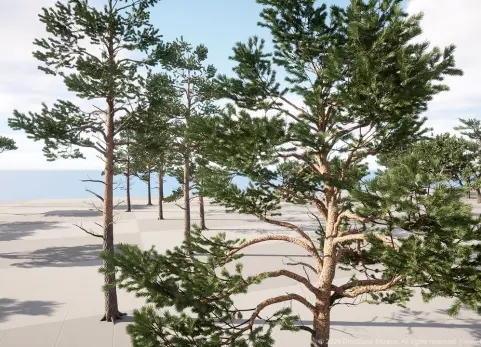 针叶树（松树、柏树和冷杉）DZ Trees - Conifers (Pines, Cypresses and Firs)