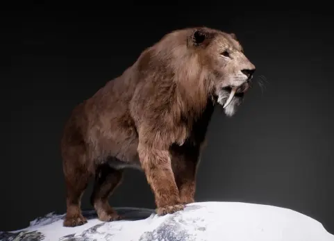 剑齿虎 The Sabertooth