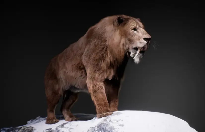 剑齿虎 The Sabertooth