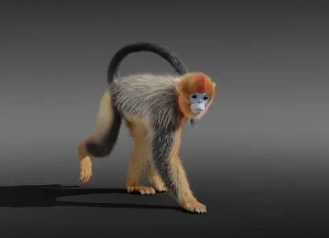 3D动物 | 川金丝猴动画版 Golden Snub-nosed Monkey Animated
