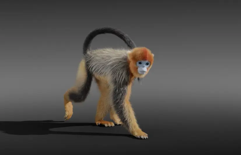 3D动物 | 川金丝猴动画版 Golden Snub-nosed Monkey Animated