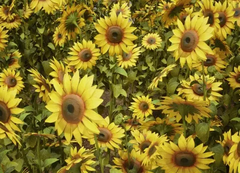 植物 VOL.25 - 向日葵 Foliage VOL.25 - Sunflowers