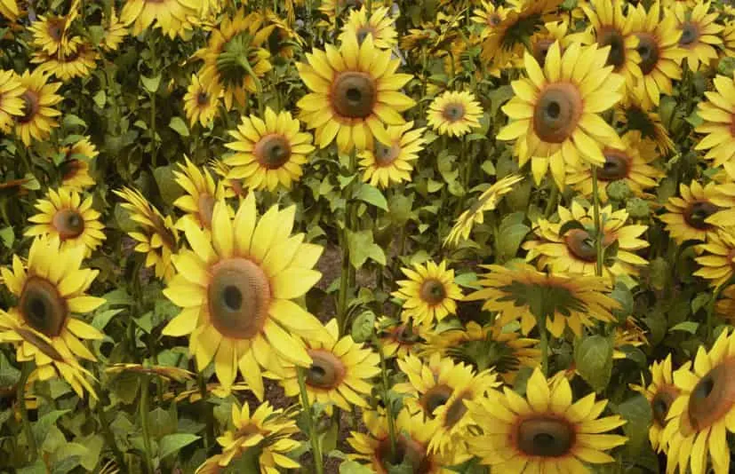 植物 VOL.25 - 向日葵 Foliage VOL.25 - Sunflowers