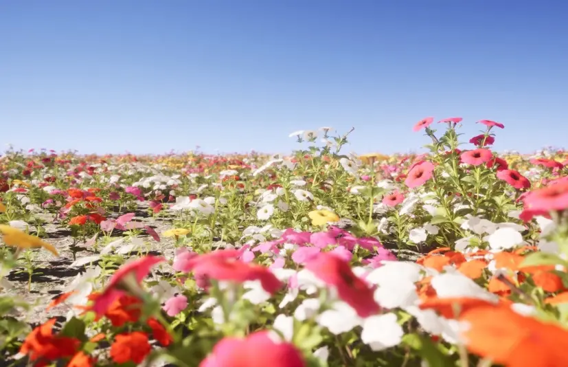 花卉/植物包 Nanite Flower Pack