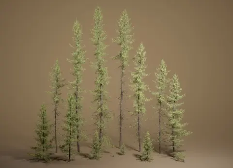 植被 第49卷 - 黑云杉 无透明 Foliage VOL.49 - Black Spruce (Nanite - NO TRANSPARENCY)