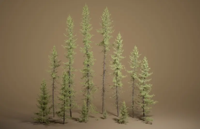 植被 第49卷 - 黑云杉 无透明 Foliage VOL.49 - Black Spruce (Nanite - NO TRANSPARENCY)