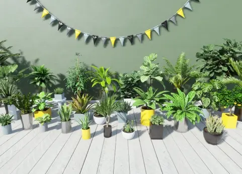 热带室内植物 Tropical House Plants