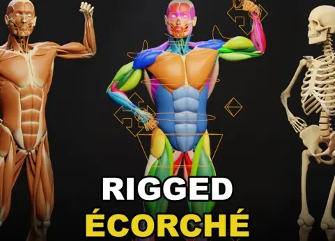 肌肉解剖学 - 剥皮标本绑定模型 Muscle Anatomy - Ecorche Rigged v1.2