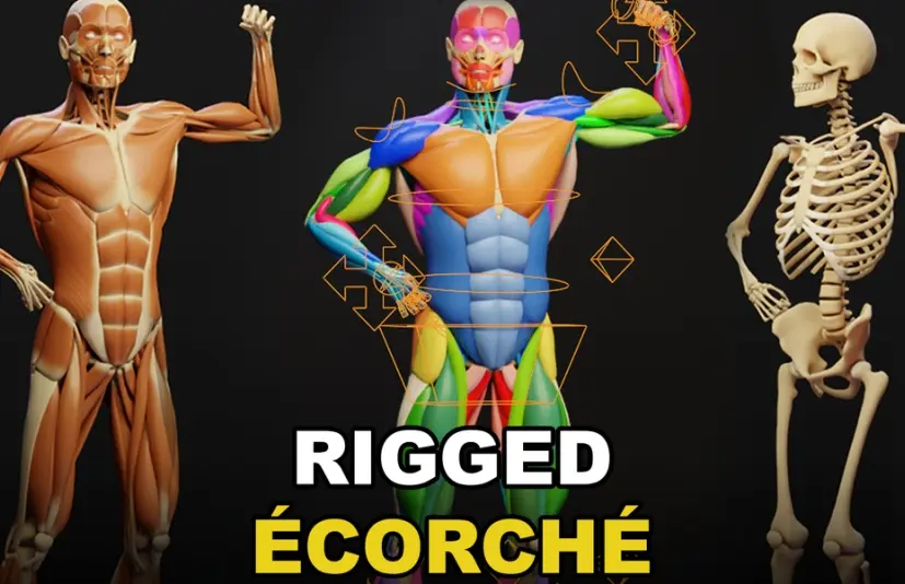 肌肉解剖学 - 剥皮标本绑定模型 Muscle Anatomy - Ecorche Rigged v1.2