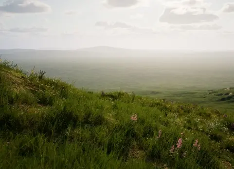 高山草甸  ALPINE MEADOW