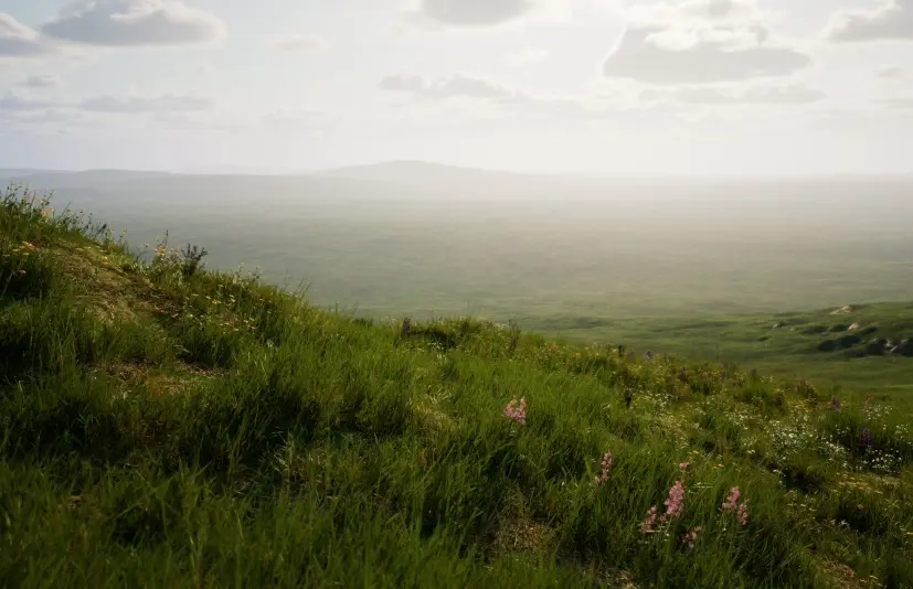 高山草甸  ALPINE MEADOW