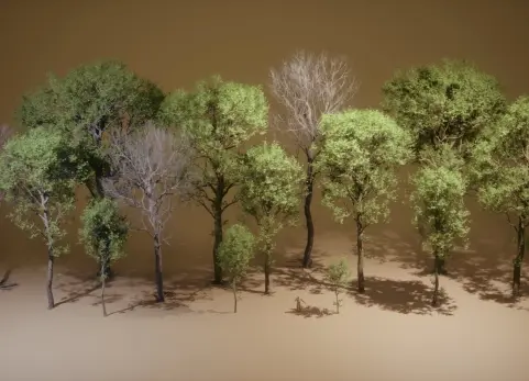 《草木》第45期——山毛榉树 Foliage VOL.45 - Beech Trees