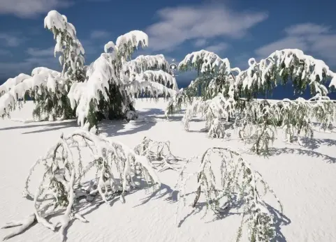 冬季雪花植物 - 大西洋雪松 Winter Snow Plants - Cedrus atlantica Glauca Pendula – Atlas
