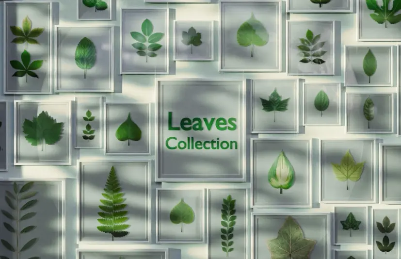 Blender叶子纹理合集包 - Leaves Collection