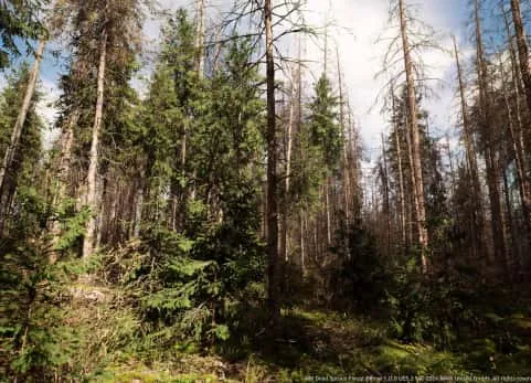 MW 枯萎云杉森林树群系 - MW Dead Spruce Forest Trees Biome