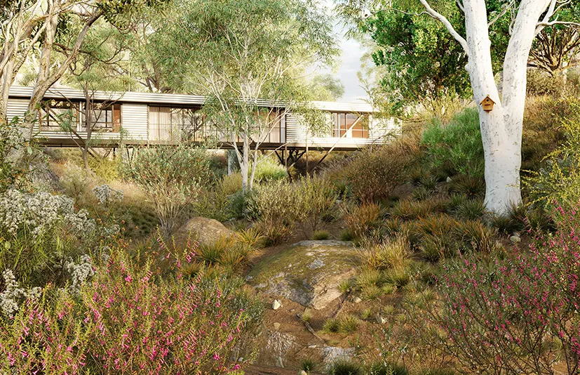 澳大利亚野生植物 - Bundle 41 - Australian Wild Plants