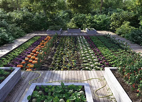 公园植物 - Bio Vegetables Pack (vray+ corona)