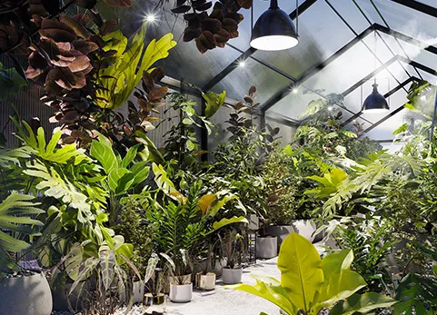 室内盆栽植物 - Bundle 30 Interior Pot Plants