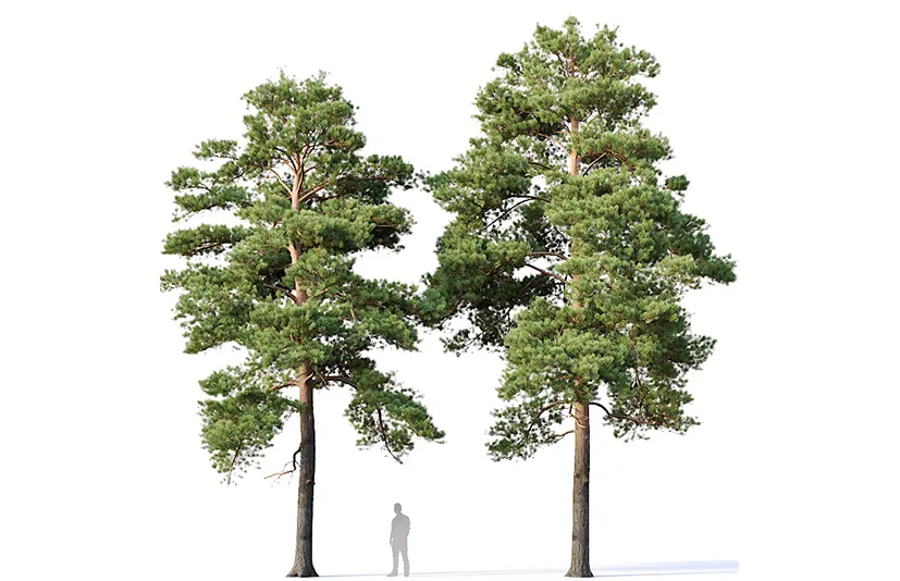樟子松 - Pinus sylvestris Nr16 H12-14m Two tree set