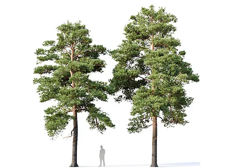 樟子松 - Pinus sylvestris Nr16 H12-14m Two tree set