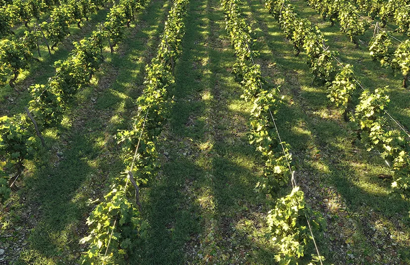 葡萄园 - Dionysus Vineyard Pack - Nouvelle Mesure Lab