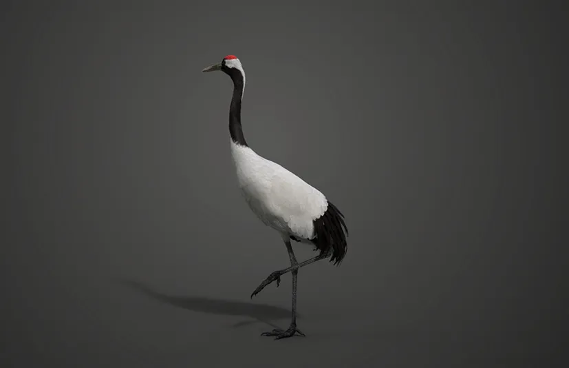 丹顶鹤动画 | Blender 3D模型 Red-Crowned Crane Animation