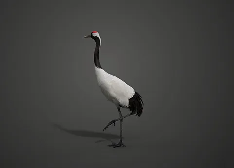 丹顶鹤动画 | Blender 3D模型 Red-Crowned Crane Animation