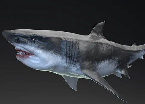 巨齿鲨模型动画 MEGALODON - Sea Monster Series 5
