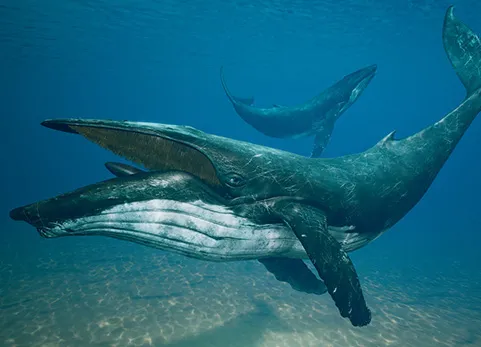 座头鲸角色模型带动画 - Humpback Whale